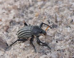 Psapharus ruficornis