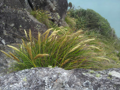 Chionochloa bromoides