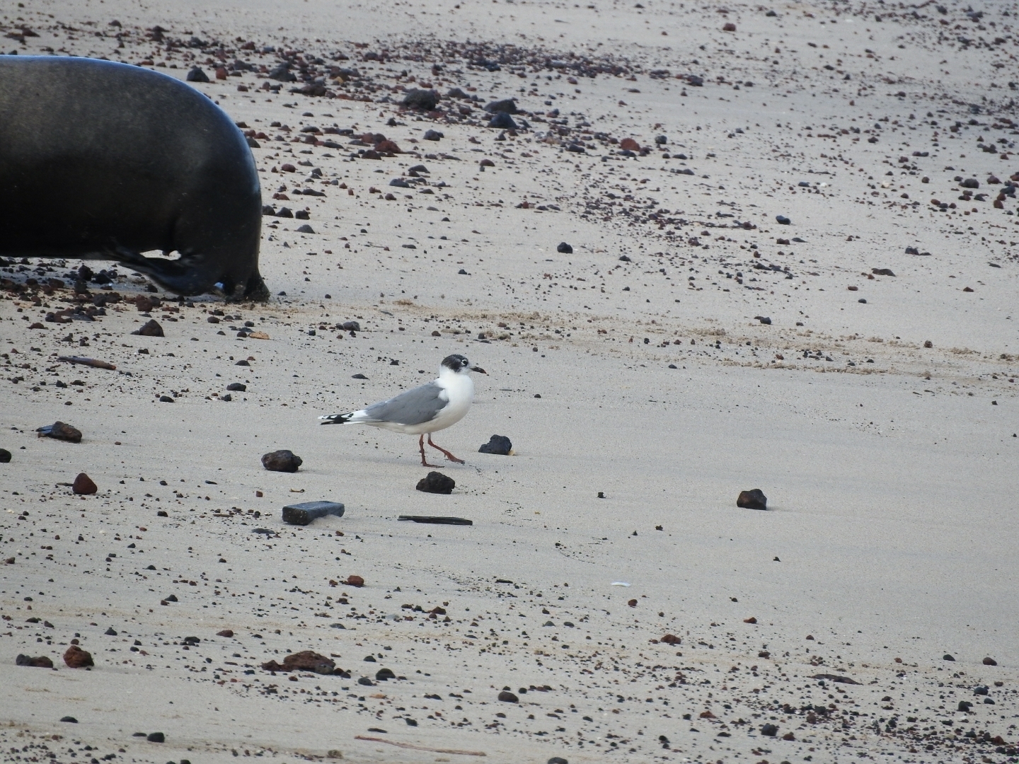 Franklin's Gull