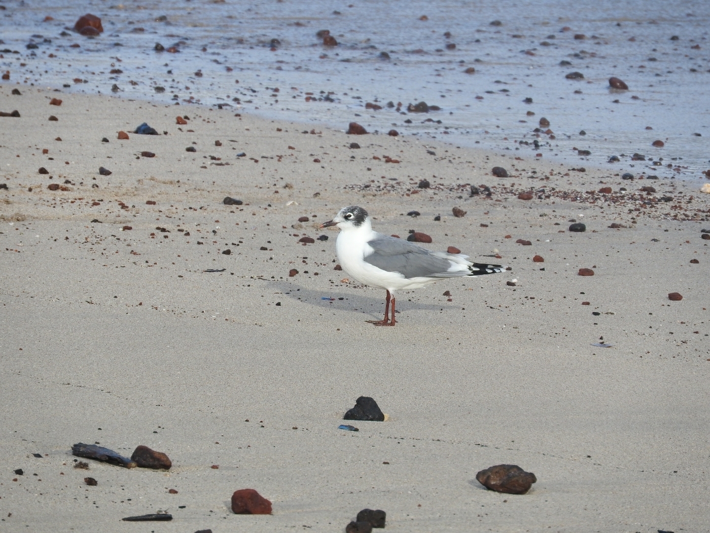Franklin's Gull