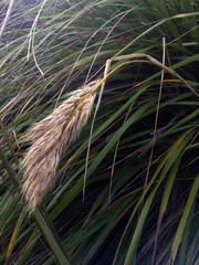 Chionochloa bromoides
