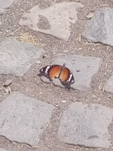 Danaid Eggfly
