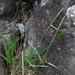 Anthosachne kingiana multiflora - Photo no hay derechos reservados, subido por Peter de Lange