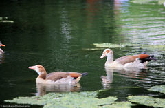 Alopochen aegyptiaca