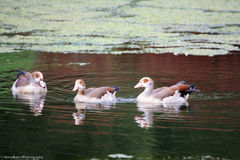 Alopochen aegyptiaca
