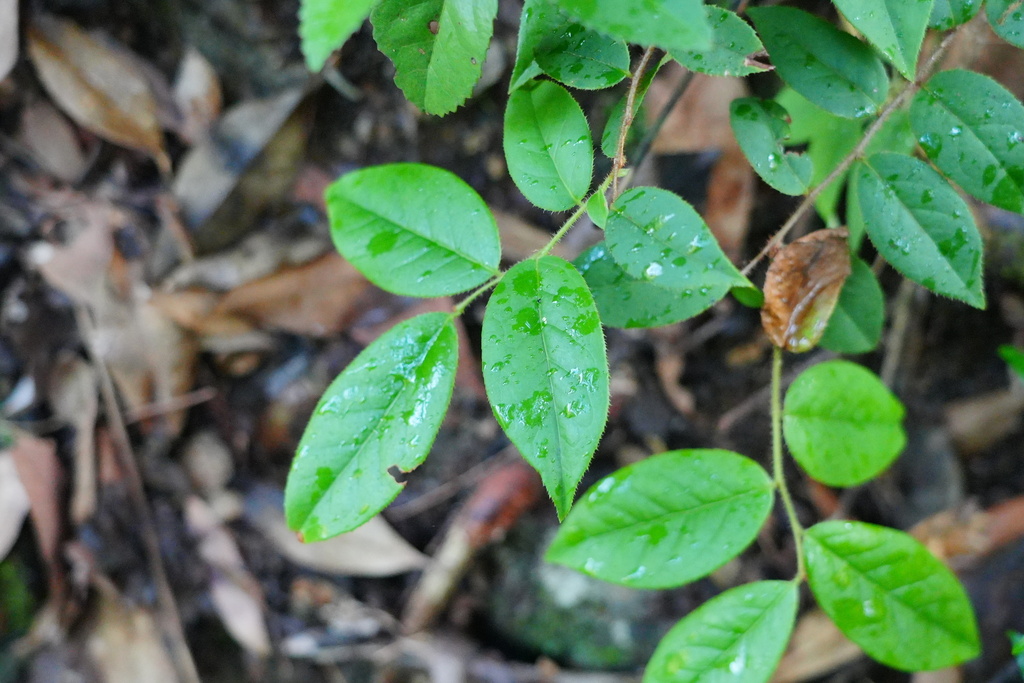 Vaccinium iteophyllum (Vaccinium iteophyllum)