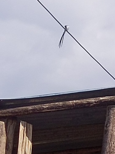 Pin-tailed Whydah
