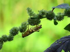 Xenocatantops brachycerus