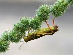 Xenocatantops brachycerus