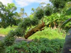 Xenocatantops brachycerus