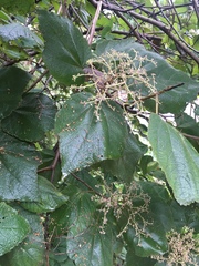 Heliocarpus