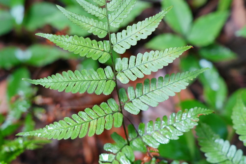 Dryopteris fuscipes iNat (2)