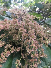 Heliocarpus