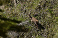 Cervus elaphus elaphus