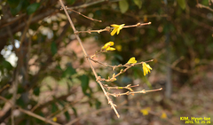 Forsythia koreana