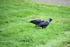 Corvus monedula
