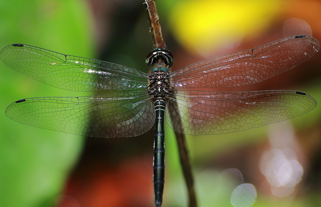 Zygonyx ida