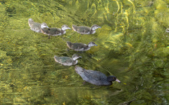 Hymenolaimus malacorhynchos