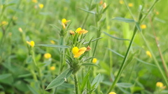 Stylosanthes biflora