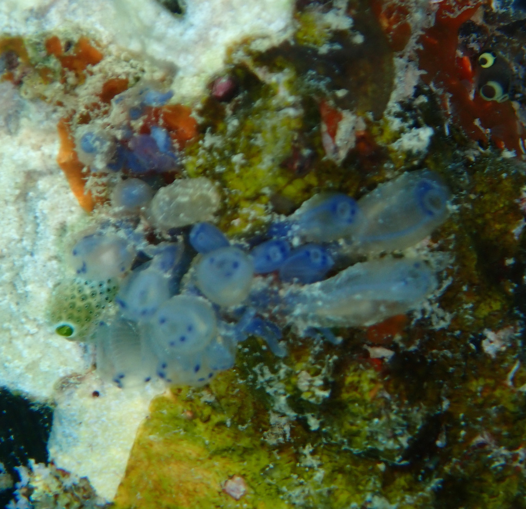 Clavelina moluccensis