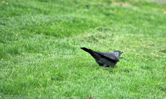 Corvus monedula