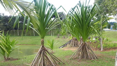 Benstonea