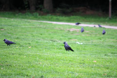 Corvus monedula