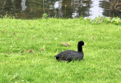 Fulica atra
