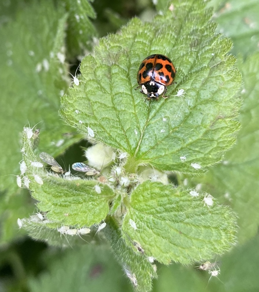 Cryptomyzus alboapicalis