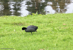 Fulica atra