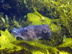Sepia mestus