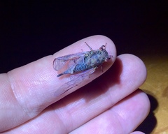 Popplepsalta aeroides