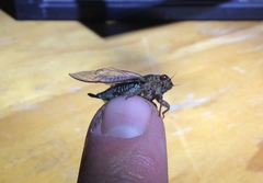 Popplepsalta aeroides