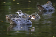 Hymenolaimus malacorhynchos