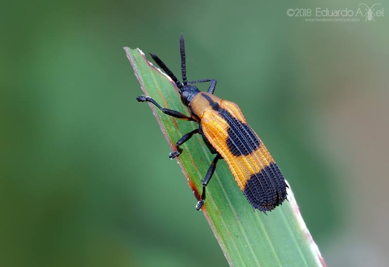 Oxychalepus balyanus