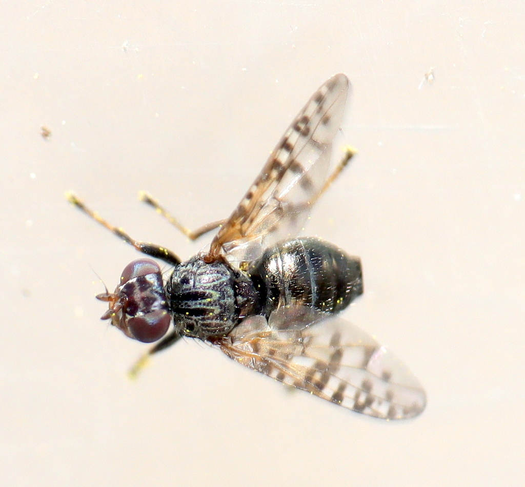 Rooibos Signal Fly