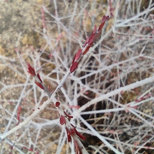 Image of Tetracoccus fasciculatus by (c) Mauricio Calderón, some rights reserved (CC BY)