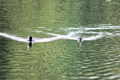 Fulica atra