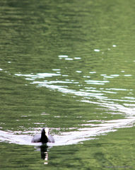 Fulica atra