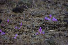 Colchicum