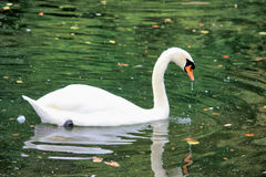 Cygnus olor