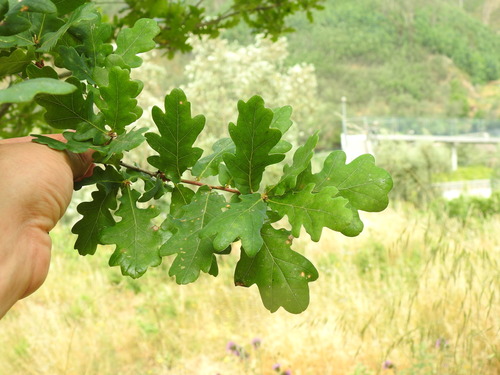 Image of Quercus orocantabrica by (c) Duarte Frade, some rights reserved (CC BY)