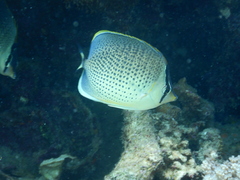 Chaetodon guttatissimus