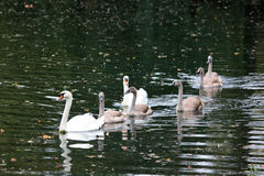 Cygnus olor