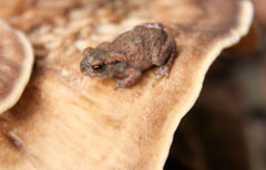 Bufo bufo