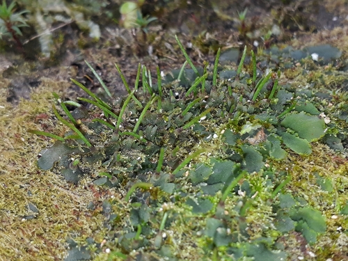 Phaeomegaceros
