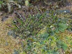 Phaeomegaceros hirticalyx