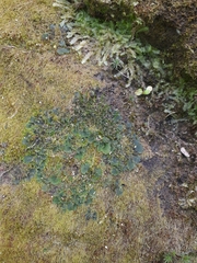 Phaeomegaceros hirticalyx