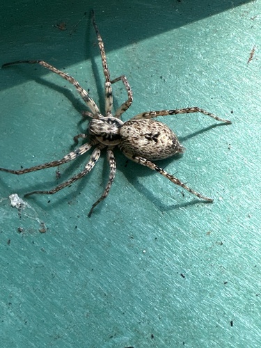 Buzzing Spider photo 4