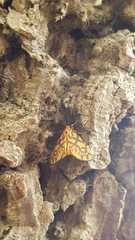 Tumicla sagenaria